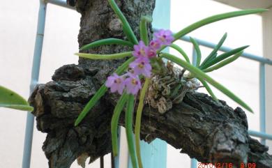 Holcoglossum pumilum 小鹿角蘭