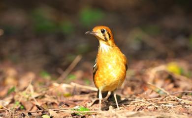 Geokichla citrina (Latham, 1790) 橙頭地鶇