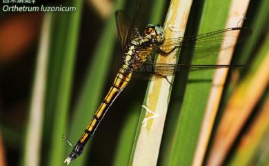 Orthetrum luzonicum Brauer, 1868 呂宋蜻蜓