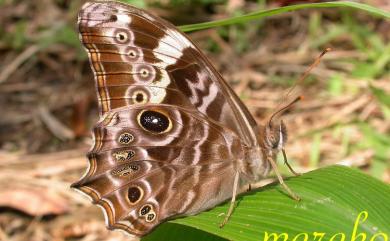 Lethe rohria daemoniaca Fruhstorfer, 1908 波紋黛眼蝶