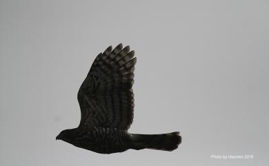 Accipiter trivirgatus formosae Mayr, 1949 鳳頭蒼鷹