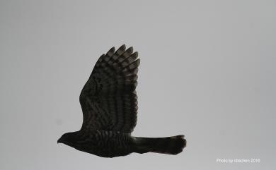 Accipiter trivirgatus formosae Mayr, 1949 鳳頭蒼鷹(台灣特有亞種)