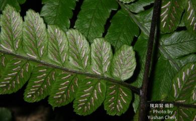 Diplazium dilatatum Blume 廣葉鋸齒雙蓋蕨