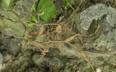 Pouzolzia taiwaniana C.I Peng & S.W.Chung 臺灣霧水葛