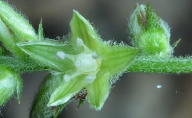 Pupalia micrantha Hauman 小花鉤牛膝