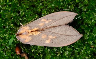 Togaritensha curvilinea curvilinea