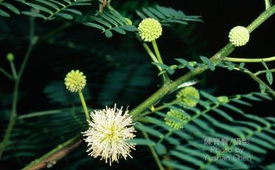 Leucaena leucocephala (Lam.) de Wit 銀合歡