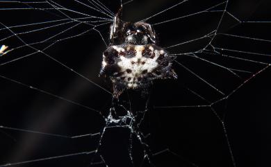 Gasteracantha kuhli C. L. Koch, 1837 古氏棘蛛