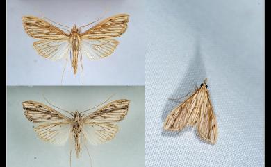 Antigastra catalaunalis (Duponchel, 1833) 芝麻莢野螟