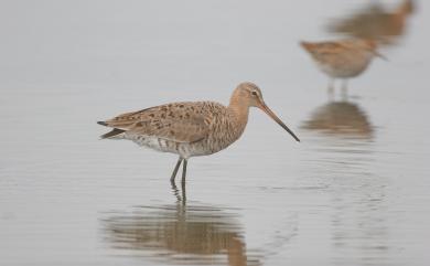 Limosa limosa melanuroides (Gould, 1846) 黑尾鷸