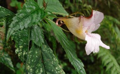 Impatiens uniflora Hayata 紫花鳳仙花