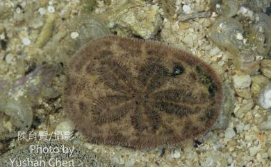 Clypeaster reticulatus Linnaeus, 1758 網盾海膽