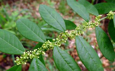 Flueggea virosa 密花白飯樹