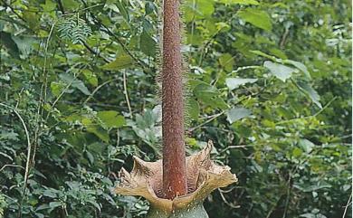 Amorphophallus hirtus 密毛魔芋