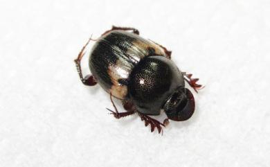 Onthophagus hayashii (Masumoto, 1991)