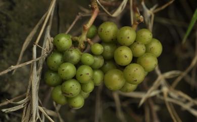 Vitis thunbergii var. thunbergii 細本葡萄