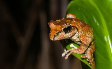 Buergeria robusta (Boulenger, 1909) 褐樹蛙