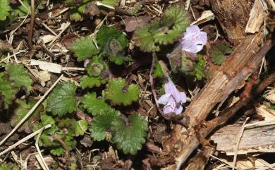 Glechoma hederacea var. grandis (A. Gray) Kudô 金錢薄荷
