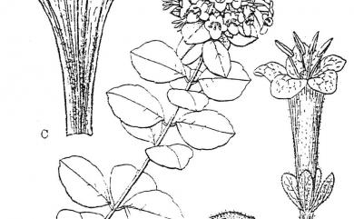 Abelia chinensis var. ionandra 臺灣糯米條