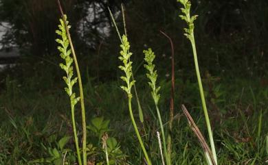 Microtis unifolia (G.Forst.) Rchb.f. 韭葉蘭