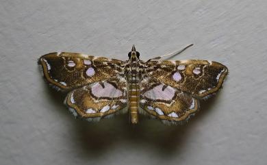 Paracymoriza taiwanalis Wileman & South, 1917