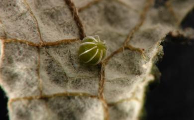 Symbrenthia lilaea formosanus Fruhstorfer, 1908 散紋盛蛺蝶