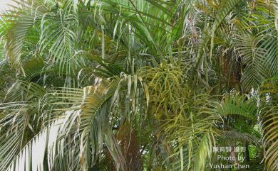 Dypsis lutescens (H.Wendl.) Beentje & J.Dransf. 黃椰子