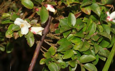 Camellia trichoclada 毛枝連蕊茶