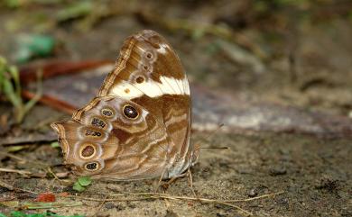 Lethe rohria daemoniaca Fruhstorfer, 1908 波紋黛眼蝶