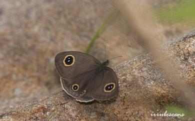 Ypthima akragas Fruhstorfer, 1911 白帶波眼蝶