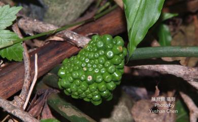 Arisaema ringens 申跋