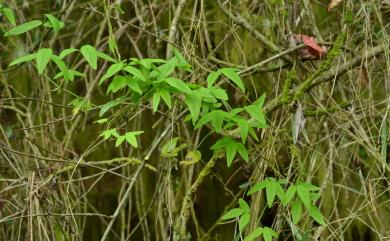 Akebia trifoliata subsp. australis 白木通