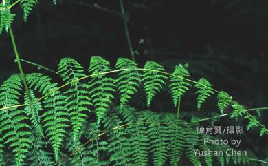 Dennstaedtia scandens (Blume) Moore 刺柄碗蕨