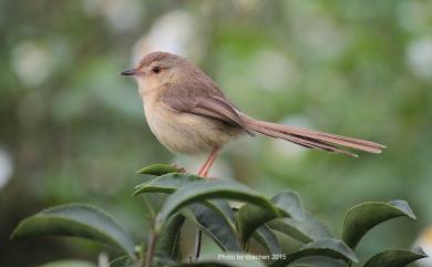 Prinia inornata flavirostris (Swinhoe, 1863) 褐頭鷦鶯(台灣亞種)