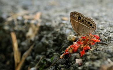 Mycalesis mineus (Linnaeus, 1758) 小眉眼蝶