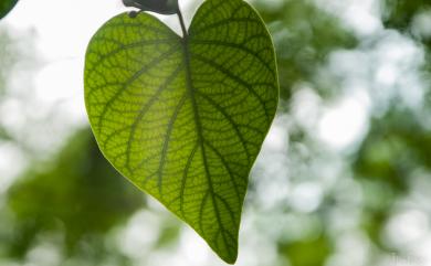 Ipomoea carnea subsp. fistulosa 樹牽牛