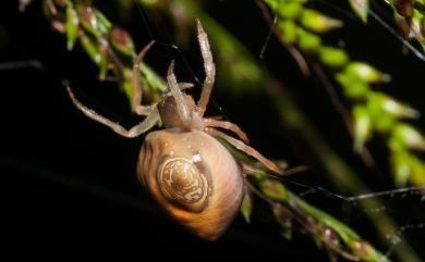 Cyrtarachne inaequalis Thorell, 1895 大鳥糞蛛