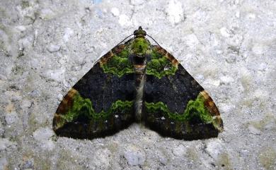 Xanthorhoe cybele Prout, 1931