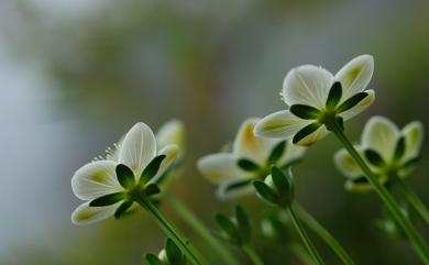 Parnassia palustris 梅花草