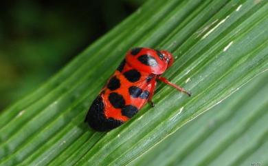 Cosmoscarta bispecularis White, 1844 帶斑麗沫蟬