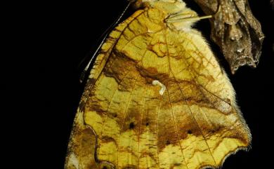 Polygonia c-aureum lunulata Esaki & Nakahara, 1923 黃鉤蛺蝶