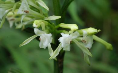 Corymborkis veratrifolia (Reinw.) Blume 管花蘭