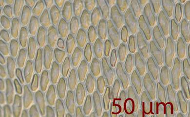 Homaliodendron microdendron (Mont.) Fleisch., 1906 鈍葉樹平苔