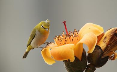 Zosterops japonicus Temminck & Schlegel, 1847 日菲繡眼