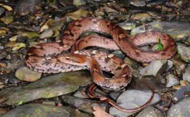 Pseudoxenodon stejnegeri 史丹吉氏斜鱗蛇