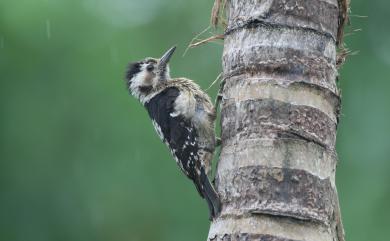 Dendrocopos canicapillus (Blyth, 1845) 小啄木