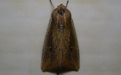 Mythimna polysticha (Turner, 1902)