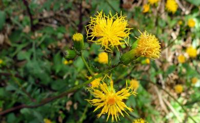 Gynura japonica (Thunb.) Juel 黃花三七草