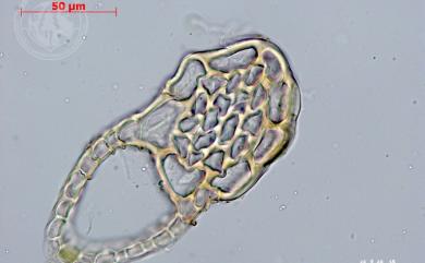 Cheilolejeunea imbricata 瓦葉唇鱗蘚