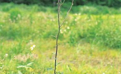 Lactuca formosana 臺灣山苦藚